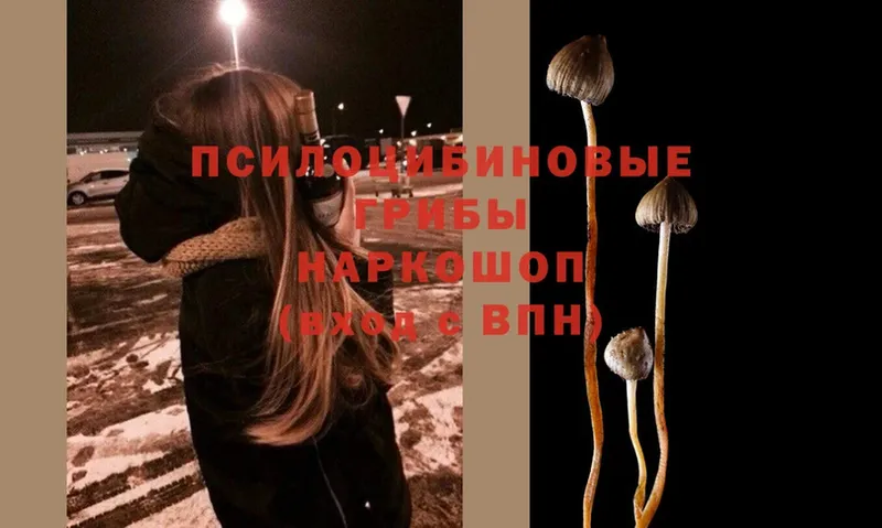 Псилоцибиновые грибы Psilocybe Белокуриха